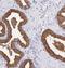 Kallikrein Related Peptidase 3 antibody, NBP1-90120, Novus Biologicals, Immunohistochemistry paraffin image 