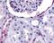 HER4 antibody, 48-220, ProSci, Immunohistochemistry paraffin image 