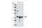 Protein Tyrosine Phosphatase Non-Receptor Type 6 antibody, 3759S, Cell Signaling Technology, Western Blot image 