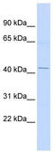 ERGIC And Golgi 2 antibody, TA335553, Origene, Western Blot image 