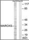 Myristoylated Alanine Rich Protein Kinase C Substrate antibody, orb95940, Biorbyt, Western Blot image 