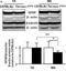 Tubulin Beta 3 Class III antibody, NB100-1612, Novus Biologicals, Western Blot image 