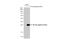 HA tag antibody, GTX29110, GeneTex, Western Blot image 