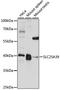 Solute Carrier Family 25 Member 39 antibody, LS-C750423, Lifespan Biosciences, Western Blot image 