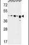 Alcohol Dehydrogenase 7 (Class IV), Mu Or Sigma Polypeptide antibody, PA5-26709, Invitrogen Antibodies, Western Blot image 