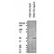 Serine protease inhibitor A3G antibody, MBS375068, MyBioSource, Western Blot image 
