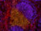 CD45.2 antibody, 109850, BioLegend, Immunohistochemistry frozen image 