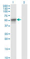 Keratin 13 antibody, LS-C197591, Lifespan Biosciences, Western Blot image 