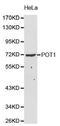 Protection Of Telomeres 1 antibody, orb154133, Biorbyt, Western Blot image 
