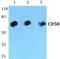 CD58 Molecule antibody, A02800, Boster Biological Technology, Western Blot image 