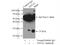 Glutathione S-transferase alpha-3 antibody, 16703-1-AP, Proteintech Group, Immunoprecipitation image 