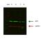 Glutamate dehydrogenase 1, mitochondrial antibody, ARP45708_P050, Aviva Systems Biology, Western Blot image 