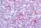 G Protein-Coupled Receptor 62 antibody, NB100-58985, Novus Biologicals, Immunohistochemistry frozen image 