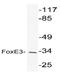 Forkhead box protein E3 antibody, AP20439PU-N, Origene, Western Blot image 