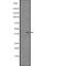 Casein Kinase 2 Alpha 1 antibody, abx147501, Abbexa, Western Blot image 