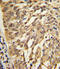 GTP-binding protein SAR1a antibody, 62-534, ProSci, Immunohistochemistry paraffin image 