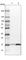 Glycine Cleavage System Protein H antibody, HPA041368, Atlas Antibodies, Western Blot image 