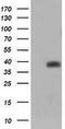 Tripartite Motif Containing 44 antibody, MA5-26158, Invitrogen Antibodies, Western Blot image 