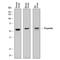 Complement Factor Properdin antibody, AF8216, R&D Systems, Western Blot image 