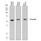 Complement Factor Properdin antibody, AF8216, R&D Systems, Western Blot image 