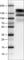 EGFR antibody, AMAb90819, Atlas Antibodies, Western Blot image 