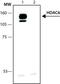 Histone Deacetylase 6 antibody, PA1-25455, Invitrogen Antibodies, Western Blot image 
