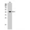 Sphingosine 1-phosphate receptor 4 antibody, LS-C383255, Lifespan Biosciences, Western Blot image 