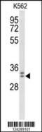 WD Repeat Domain 83 antibody, 64-011, ProSci, Western Blot image 