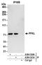 Phosphofructokinase, Liver Type antibody, A304-321A, Bethyl Labs, Immunoprecipitation image 