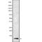 Ubiquitin Related Modifier 1 antibody, abx219266, Abbexa, Western Blot image 