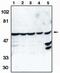 Caspase 10 antibody, PA1-12507, Invitrogen Antibodies, Western Blot image 