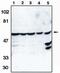 Caspase 10 antibody, PA1-12507, Invitrogen Antibodies, Western Blot image 