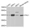 Four And A Half LIM Domains 1 antibody, LS-C346088, Lifespan Biosciences, Western Blot image 