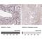 GatC-like protein antibody, NBP2-13385, Novus Biologicals, Immunohistochemistry paraffin image 