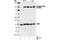 Eukaryotic Elongation Factor 2 Kinase antibody, 3691P, Cell Signaling Technology, Western Blot image 