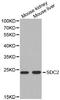 Syndecan-2 antibody, orb48533, Biorbyt, Western Blot image 