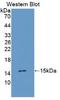 Transforming Growth Factor Alpha antibody, LS-C663570, Lifespan Biosciences, Western Blot image 