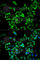 Amine Oxidase Copper Containing 3 antibody, A2001, ABclonal Technology, Immunofluorescence image 