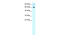 Forkhead Box J2 antibody, 27-744, ProSci, Western Blot image 