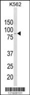 GPR antibody, 63-710, ProSci, Western Blot image 