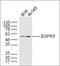 TRNA-YW Synthesizing Protein 5 antibody, orb1915, Biorbyt, Western Blot image 