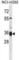 Transmembrane Serine Protease 12 antibody, abx029062, Abbexa, Western Blot image 