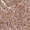 Scavenger Receptor Class A Member 3 antibody, NBP2-13286, Novus Biologicals, Immunohistochemistry frozen image 