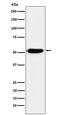 Interferon Regulatory Factor 4 antibody, M00401-2, Boster Biological Technology, Western Blot image 