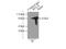 p65 antibody, 10745-1-AP, Proteintech Group, Immunoprecipitation image 