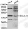 BCL2 Like 13 antibody, A1109, ABclonal Technology, Western Blot image 