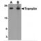 TSN antibody, MBS150541, MyBioSource, Western Blot image 