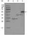 Paternally Expressed 10 antibody, NBP1-28875, Novus Biologicals, Western Blot image 