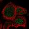 Rab Geranylgeranyltransferase Subunit Alpha antibody, PA5-60385, Invitrogen Antibodies, Immunofluorescence image 