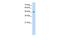 Ring Finger Protein 128 antibody, GTX46906, GeneTex, Western Blot image 